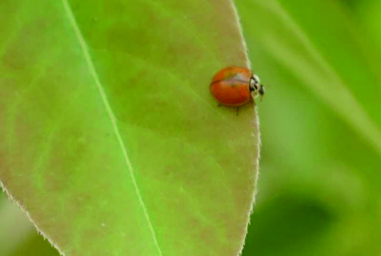 除虫不打药 肥东一生态园投放200万只瓢虫对付蚜虫