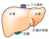 (図1) 解剖学的な右葉，左葉