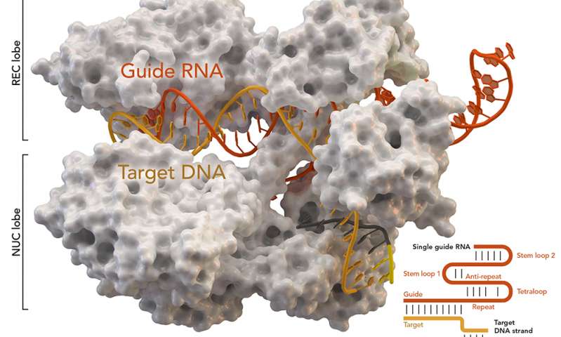 科学家们修补基因图谱设备使DNA编辑安全