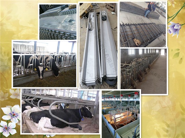 甘肃现代化养牛设备专业生产厂家