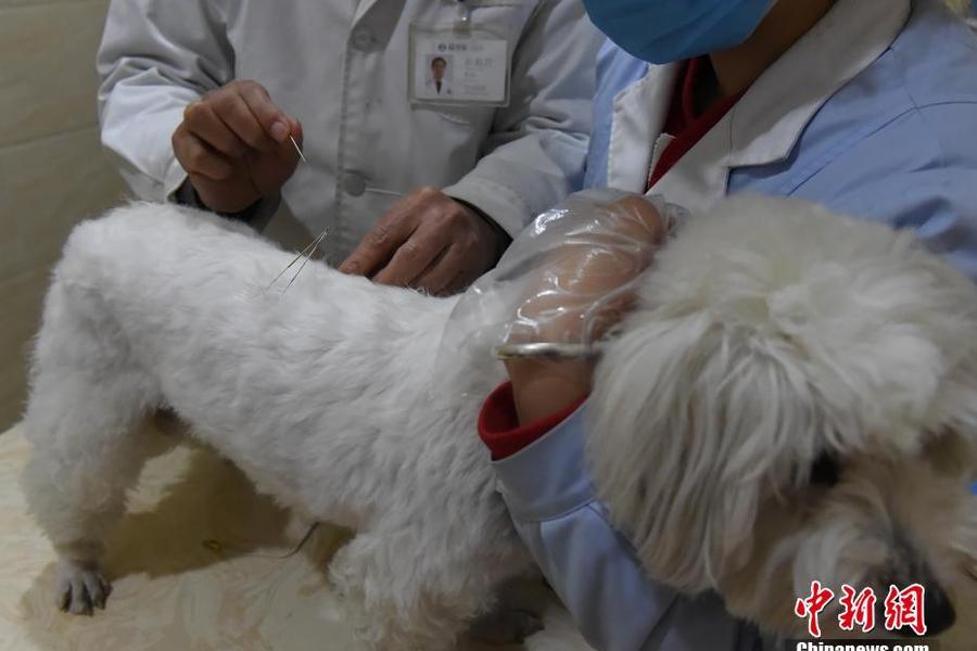宠物医院推出中医疗法 为狗做针灸