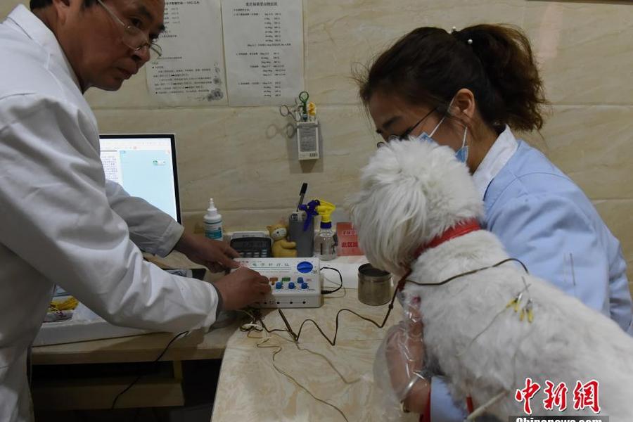 宠物医院推出中医疗法 为狗做针灸