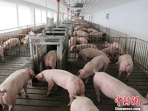 贵州都匀市在外省运入生猪中排查出非洲猪瘟疫情