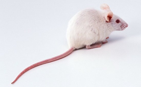 科学家发现老鼠会咳嗽 可用于止咳药实验研究
