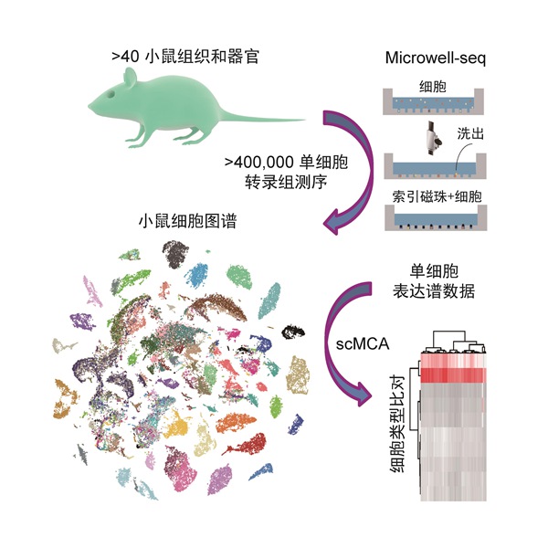 世界第一张哺乳动物细胞图谱在浙大绘制成功