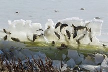 湖鱼被冰封“空中”
大学教授凯丽·普瑞亨在美国南达科他州的一自然公园里拍下了湖鱼被水冻结在空中的奇特景象，仿佛是鱼儿跃出水面在空中时被冰封住的一样。【详细】
社会热图