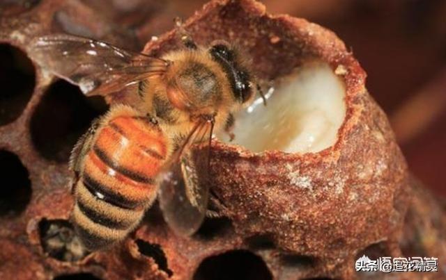 蜂王浆的味道怎样知道吗？蜂王浆的的保健作用相信吗？