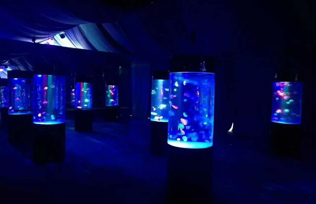 汝阳海洋生物鱼缸展同城海洋生物馆推荐