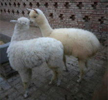 东方成年特禽羊驼养殖效益