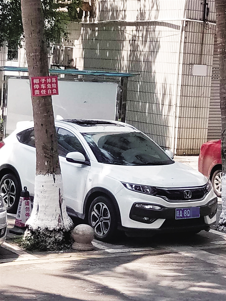 车停树下遭椰子砸破天窗 海南省人民医院：或是