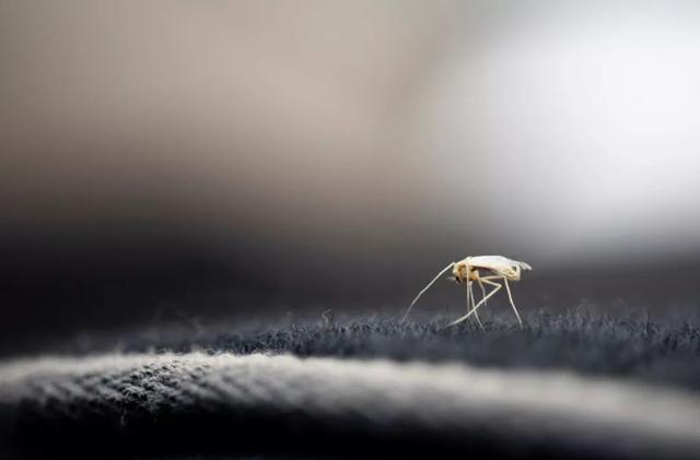 蚊子会传播哪些疾病，包括艾滋病吗？