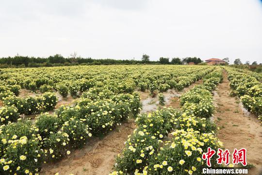庆城县南庄乡药用菊花种植基地。　李锦 摄