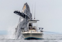 座頭鯨從海中躍起在漁船正前方翻身表演近日，一段視頻和幾張照片記錄了美國加利福尼亞州蒙特雷灣裡一頭巨大的座頭鯨從水中躍起，出現在一艘小漁船的正前方的場面，十分壯觀。【詳細】國際新聞︱國際熱圖