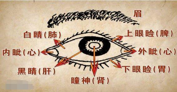 中医珍宝 五轮学说 眼睛五个部位对应五脏 可惜很多医生已经不会