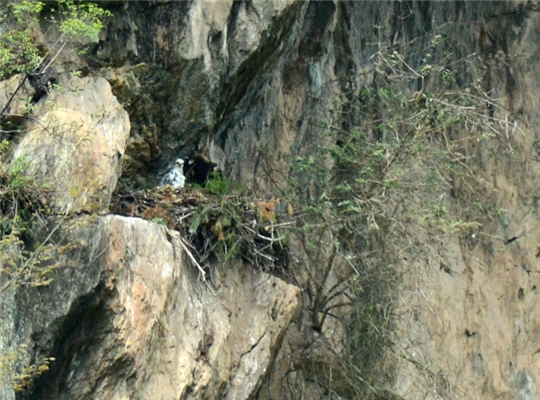 唐家河自然保护区视频揭秘，凶猛的金雕居然这样喂养幼儿……