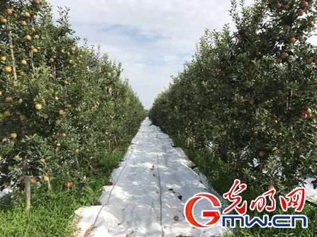 海升苹果产业园区等待秋后采摘的苹果 姚坤森 摄