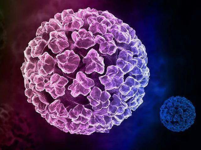 HPV病毒也会对男性“痛下杀手”！悄悄破坏你的生殖系统