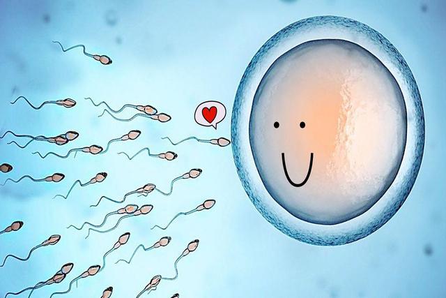 孕育孩子的过程：受精与胚胎发育的知识，你都了解过吗？