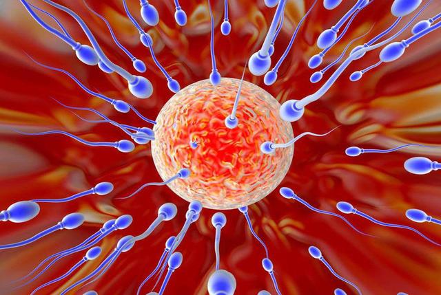 孕育孩子的过程：受精与胚胎发育的知识，你都了解过吗？